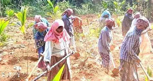 മാനദണ്ഡങ്ങൾ കർശനമാക്കാൻ നിർദേശം; തൊഴിലുറപ്പു പദ്ധതിയിൽ ക്രമക്കേട് വ്യാപകം