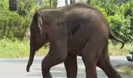 കു​ട്ടി​യാ​ന​യു​ടെ  ആ​ക്ര​മ​ണ​ത്തി​ൽ  ദ​മ്പ​തി​ക​ൾ​ക്കു പ​രി​ക്ക്
