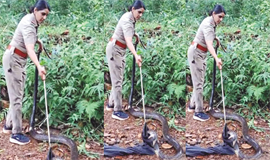 ഇതൊക്കെ എന്ത്!  പു​ഷ്പം​പോ​ലെ   രാ​ജ​വെ​മ്പാ​ല ചാ​ക്കി​ൽ