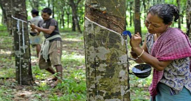 റബര്‍ കൃഷിയിലും ഉത്പാദനത്തിലും ത്രിപുരയുടെ കുതിപ്പ്