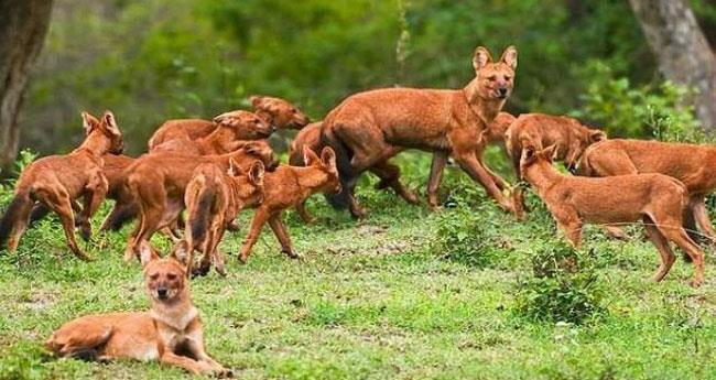 പാ​ല​ക്കാ​ട്ട് കാ​ട്ടു​നാ​യ്ക്ക​ളു​ടെ ആ​ക്ര​മ​ണം; 14 ആ​ടു​ക​ളെ കൊ​ന്നു