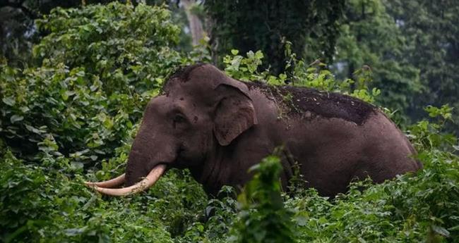 കാ​ട്ടാ​ന​യെ തു​രു​ത്തു​ന്ന​തി​നി​ടെ പ​ട​ക്കം പൊ​ട്ടി വ​നം​വ​കു​പ്പ് വാ​ച്ച​ർ​ക്ക് പ​രി​ക്ക്