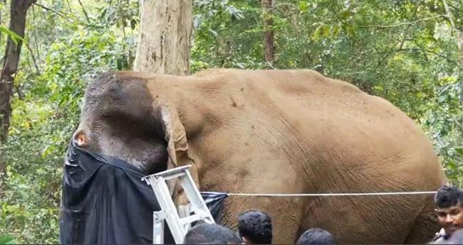 മ​സ്ത​ക​ത്തി​ന് മു​റി​വേ​റ്റ നി​ല​യി​ൽ ക​ണ്ടെ​ത്തി​യ ആ​ന​യെ മ​യ​ക്കു​വെ​ടി വ​യ്ക്കാ​നു​ള്ള ദൗ​ത്യം നീ​ട്ടി