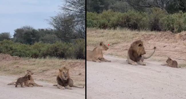 lion cub mischievously wakes up sleeping parents