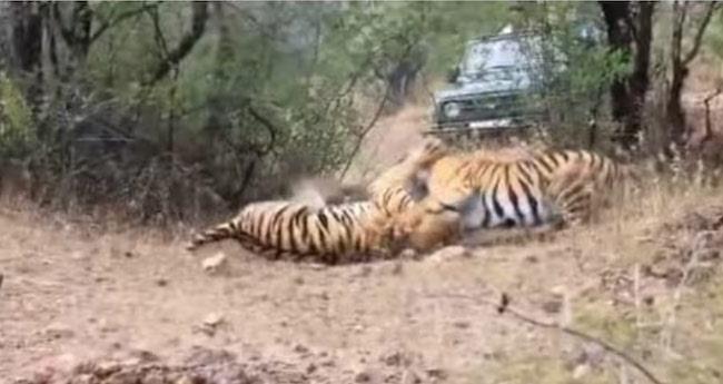 fight between 2 tigresses