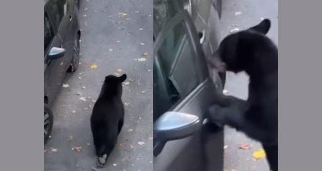 Bear Breaks Into Vehicle And Shuts Door