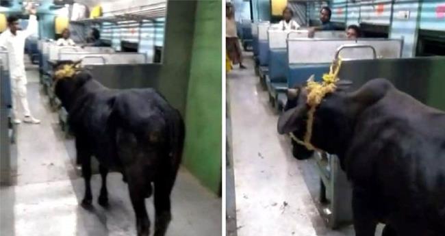 Bull Tied to Train Seat in Jharkhand Passengers Asked To Drop It Off At Last Station