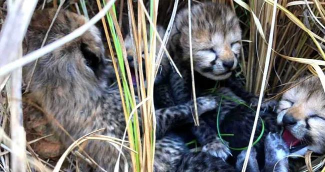 cheetah Neerva gives birth to cub quartet