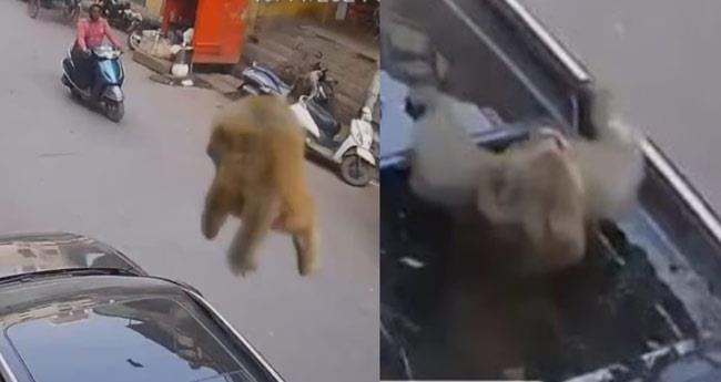 Monkey Lands On SUV Shatters Cars Sunroof & Escapes