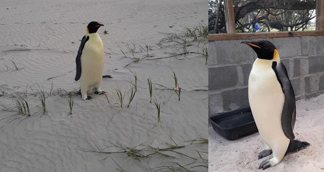 Penguin That Swam From Antarctica To Australia