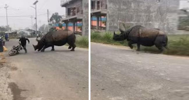 rhino behind bike