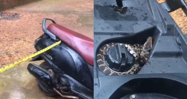Snake On Scooter