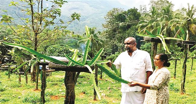 ജോ​സ​ഫി​ന്‍റെ വി​ജ​യ​മ​ന്ത്രം സ​മ്മി​ശ്ര കൃ​ഷി