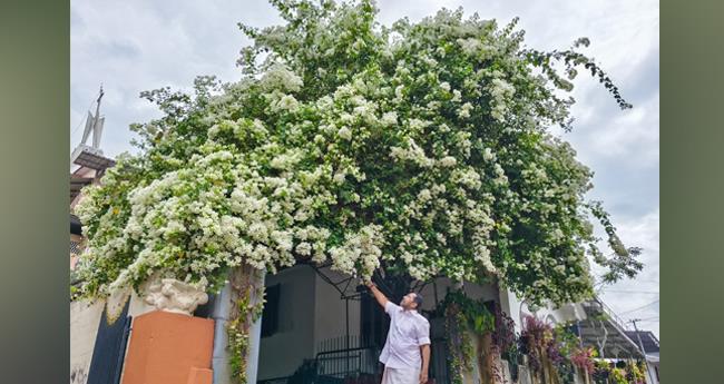 വേ​ന​ൽ​ക്കി​നാ​വാ​യി ബൊ​ഗേ​ന്‍​വി​ല്ല​ക​ള്‍; നാ​ടെ​ങ്ങും പൂ​ക്കാ​ലം