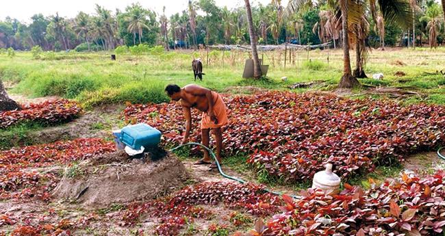 35 വ​ർ​ഷ​മാ​യി ശ​ശി​ധ​ര​ന് മു​ഖ്യം ചീ​ര​കൃ​ഷി