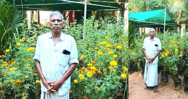 ചെ​ണ്ടു​മ​ല്ലി കൃ​ഷി​യി​ലെ കു​ഞ്ഞി​രാ​മ​ൻ പെ​രു​മ