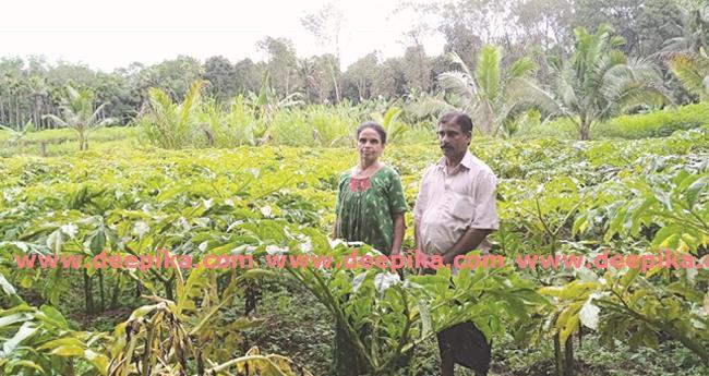 ചേ​ന​കൃ​ഷി​യി​ലെ ജോ​ണ്‍​സ​ണ്‍ സ്റ്റൈ​ൽ