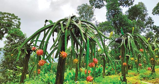 അ​ഴ​കു​വി​ട​ർ​ത്തി സ​ജി​യു​ടെ ഡ്രാ​ഗ​ണ്‍​തോ​ട്ടം