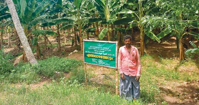 മൂ​ന്നാം മാ​സം കു​ല​യ്ക്കു​ന്ന വാ​ഴ​ക​ളു​മാ​യി അ​നി​ൽ​കു​മാ​ർ