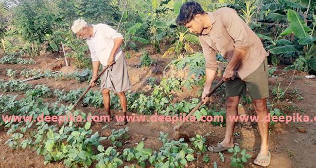 സ​ർ​ക്കാ​ർ ജോ​ലി​യ്ക്കൊപ്പം കൃ​ഷിയും; താരമായി ഹ​രി​കൃ​ഷ്ണ​ദാ​സ്