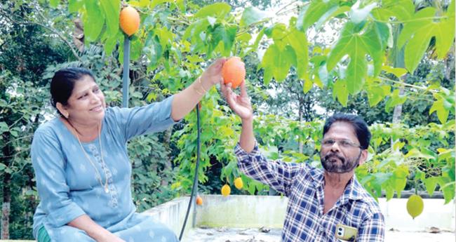 ആ​രു​ടെ​യും മ​നം മ​യ​ക്കും ഈ ​കാ​ഴ്ച..! ഹ​രി​ദാ​സി​ന്‍റെ തോ​ട്ട​ത്തി​ൽ സ്വ​ർ​ഗ​ത്തി​ലെ ക​നി വി​ള​ഞ്ഞു