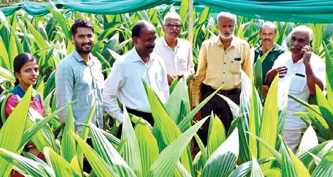 നാ​ട​ൻ തെ​ങ്ങി​ൽ താ​ര​മാ​യി ബേ​ഡ​കം