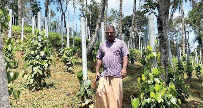 കു​രു​മു​ള​ക് കൃ​ഷി​യി​ൽ "പോ​ലീ​സ് മു​റ’