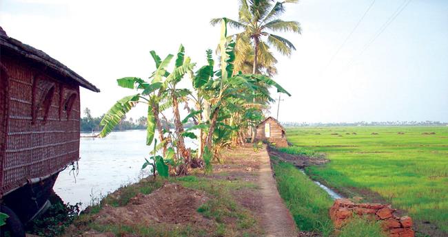 കു​ട്ട​നാ​ടി​നു വേ​ണ്ട​ത് ര​ണ്ടാം കൃ​ഷി​യോ?