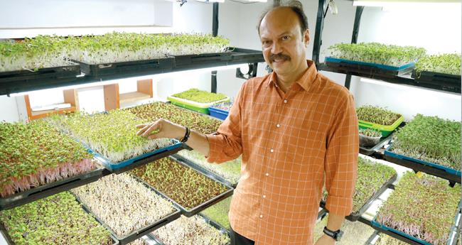 "മുറി' കൃഷിയിൽ വരുമാനം ലക്ഷങ്ങൾ