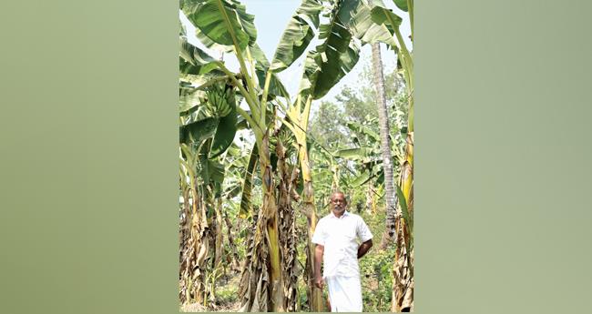 ഒ​രു കു​ഴി​യി​ൽ മൂ​ന്ന് നേ​ന്ത്ര​വാ​ഴ; പ​രീ​ക്ഷ​ണം വി​ജ​യം​ക​ണ്ട് ജോ​മി