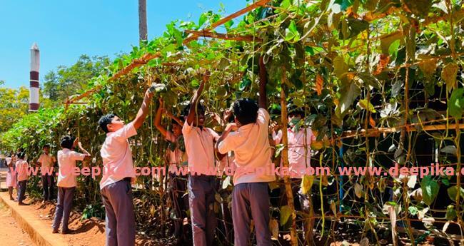 ഉ​ച്ച​ഭ​ക്ഷ​ണ​ത്തി​നു​ള്ള പ​ച്ച​ക്ക​റി​ക​ള്‍ വി​ള​യി​ച്ചു; അ​ടു​ത്തപ​ടി ചോ​റി​നു​ള്ള അ​രി