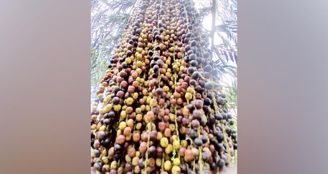 പ​ന​ങ്കു​രു ഉ​ണ്ടോ, കാ​ശു​വാ​രാം