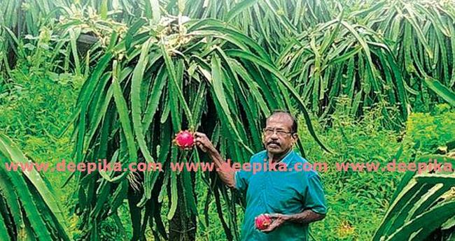 ഡ്രാ​ഗ​ൺ ഫ്രൂ​ട്ട് കൃ​ഷി​യി​ൽ  പൊ​ന്നു​വി​ള​യി​ച്ച് പ്ര​വാ​സി