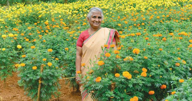 ചെ​ണ്ടു​മ​ല്ലി പാ​ടം പൂ​ത്തു​ല​ഞ്ഞു മേ​ഴ്സി​യ്ക്ക് സ്വ​പ്ന സാ​ഫ​ല്യം