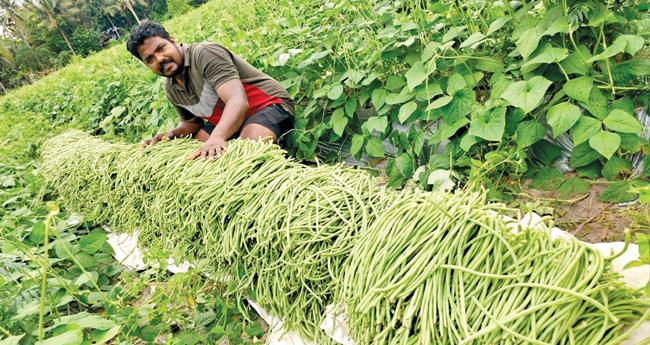 പ​ച്ച​ക്ക​റി​ക​ൾ​ക്ക് ലാ​ഭ​വ​ഴി​യൊ​രു​ക്കി സു​ജി​ത്തി​ന്‍റെ തോ​ട്ട​ങ്ങ​ൾ