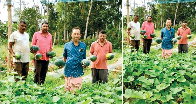 ത​ണ്ണി​മ​ത്ത​ൻ കൃ​ഷി​യി​ലെ കൂ​ട്ടാ​യ്മ വി​ജ​യം