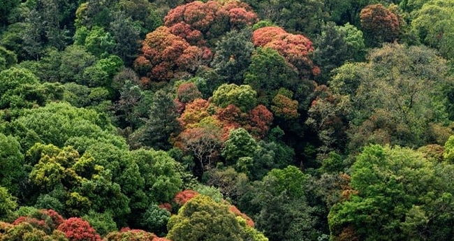 വനനിയമ ഭേദഗതി ബിൽ: സ്വാഗതാർഹം