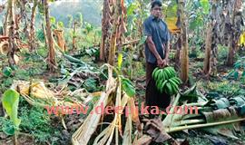 കാ​ട്ടാ​ന ആ​ക്ര​മ​ണം;  ചാ​ലി​യാ​റി​ൽ വ്യാ​പ​ക കൃ​ഷി​നാ​ശം