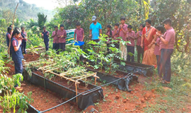 മ​ണ്ഡ​പം സ്കൂ​ളി​ല്‍ ജൈ​വ പ​ച്ച​ക്ക​റിക്കൃഷി​യു​ടെ ആ​ദ്യ വി​ള​വെ​ടു​പ്പ് ന​ട​ത്തി