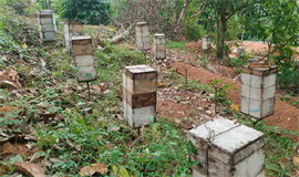 തേ​നീ​ച്ച ക​ർ​ഷ​ക​ർ​ക്ക്   മ​ധു​ര​മി​ല്ലാ കൃ​ഷി