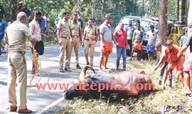 ശബരിമല തീ​ർ​ഥാ​ടകരുടെ വാ​ഹ​ന​മി​ടി​ച്ച്  കാ​ട്ടു​പോ​ത്ത് ച​ത്തു