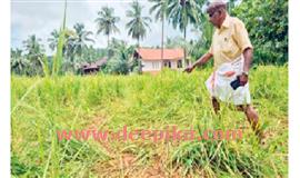 നെ​ൽ​ക്കൃഷി​ക്ക് ഭീ​ഷ​ണി​യാ​യി കാ​ട്ടു​പ​ന്നി​ക്കൂ​ട്ടം