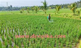 കീ​ട​നാ​ശി​നി​ക​ൾ സ​ബ്സി​ഡിനി​ര​ക്കി​ൽ വി​ത​ര​ണംചെ​യ്യ​ണ​മെ​ന്നു ക​ർ​ഷ​ക​ർ