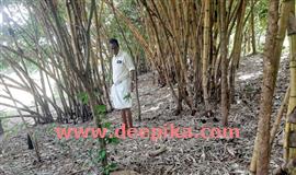 പ്രകൃ​തി​യെ പ​ച്ച​പ്പി​ലാ​ക്കാ​ൻ ഓ​ടി​ന​ട​ന്ന് കൈ​ത​വ​ള​പ്പി​ൽ രാ​ജു