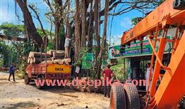 റെ​യി​ൽ​വേ ഗേ​റ്റി​ന​ടു​ത്ത് അ​പ​ക​ട​ഭീ​ഷ​ണി;  മരങ്ങൾ മുറിച്ചുമാറ്റി