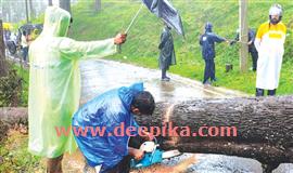 നെ​ല്ലി​യാ​ന്പ​തി​യി​ൽ മ​രം​വീ​ണു വൈ​ദ്യു​തി  മു​ട​ങ്ങി; ഗ​താ​ഗ​തം ത​ട​സ​പ്പെ​ട്ടു