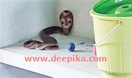 അ​ങ്ക​ണ​വാ​ടി​യി​ലെ അ​ല​മാ​ര​യി​ൽ ഉ​ഗ്ര​വി​ഷ​മു​ള്ള മൂ​ർ​ഖ​ൻ