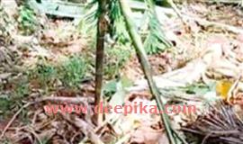 വീ​ണ്ടും കാ​ട്ടു​പോ​ത്തു​ക​ൾ; മു​ളി​യാ​ർ  പ​യോ​ള​ത്ത് വിളകൾ നശിപ്പിച്ചു