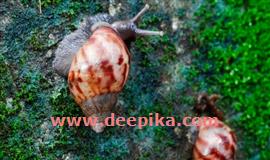 ആ​ഫ്രി​ക്ക​ൻ ഒ​ച്ച് ശ​ല്യം: ‌പ​ത്തു കു​ടും​ബ​ങ്ങ​ൾ ദു​രി​ത​ത്തി​ൽ