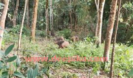ചെ​ങ്ങ​ന്നൂ​ര്‍ താ​ലൂ​ക്കി​ല്‍ കാ​ട്ടു​പ​ന്നിയുടെ വി​ള​യാട്ടം